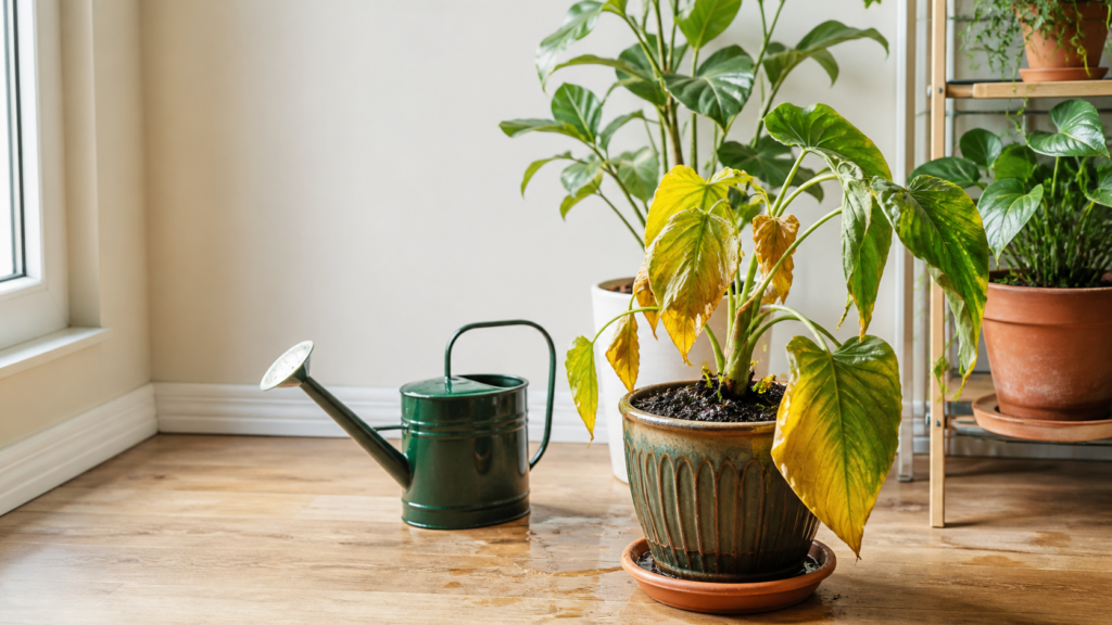 A slightly overwatered houseplant beside a watering can in a bright apartment plant corner